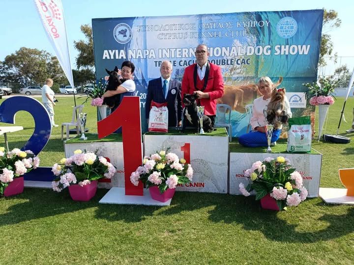 AFG Staffordshire Bull Terrier on the winners' podium at the Ayia Napa International Dog Show