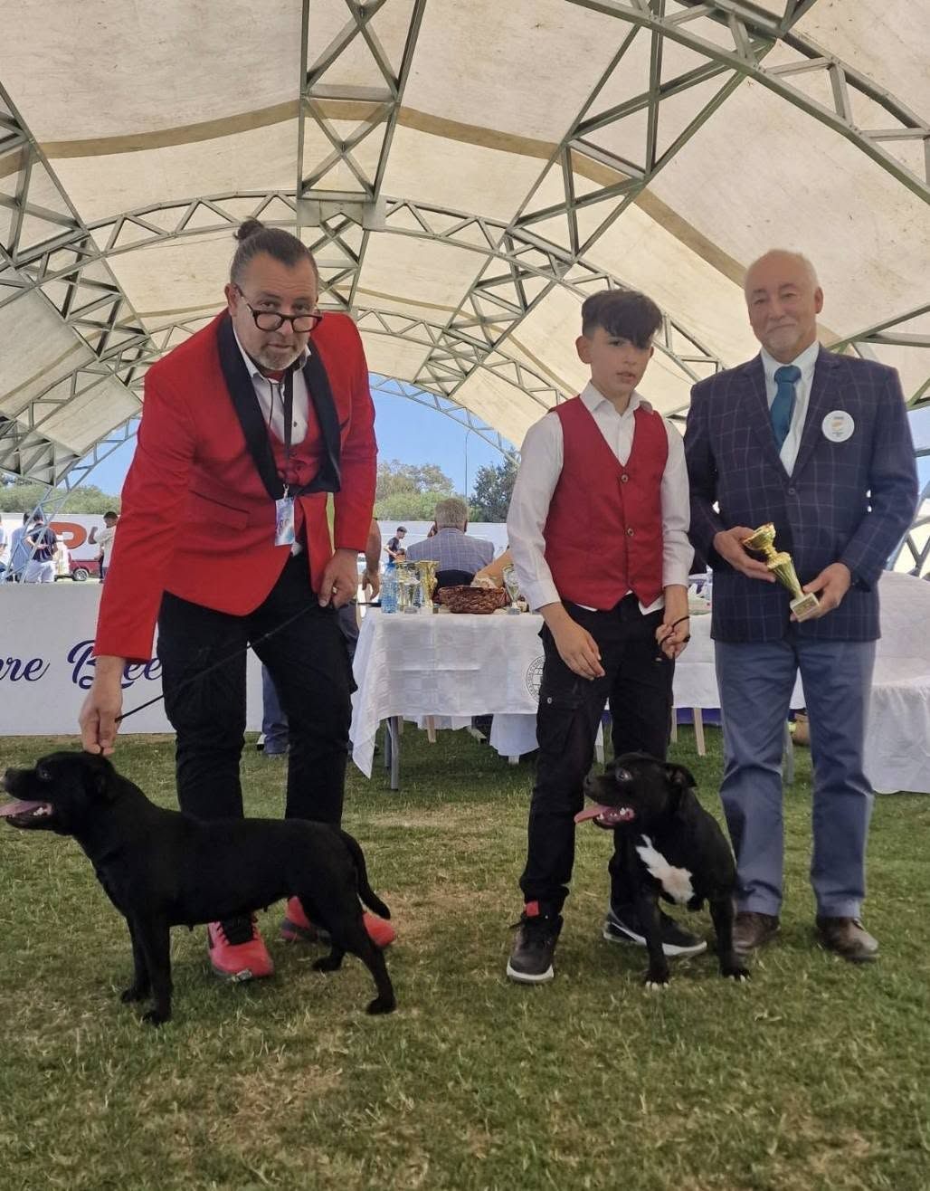 Two AFG Staffordshire Bull Terriers with their handlers and the judge in the ring