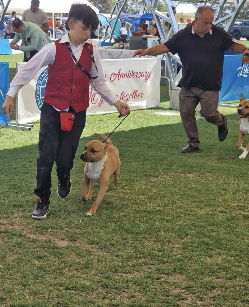 Young handler gaiting an AFG American Staffordshire Terrier puppy in the ring