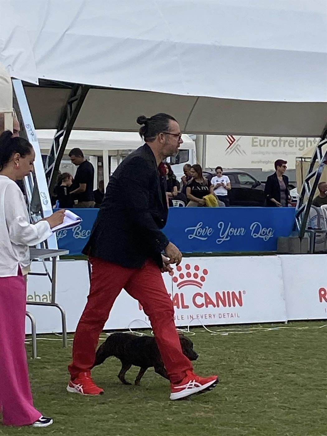 AFG Staffordshire Bull Terrier gaiting past the judge's table