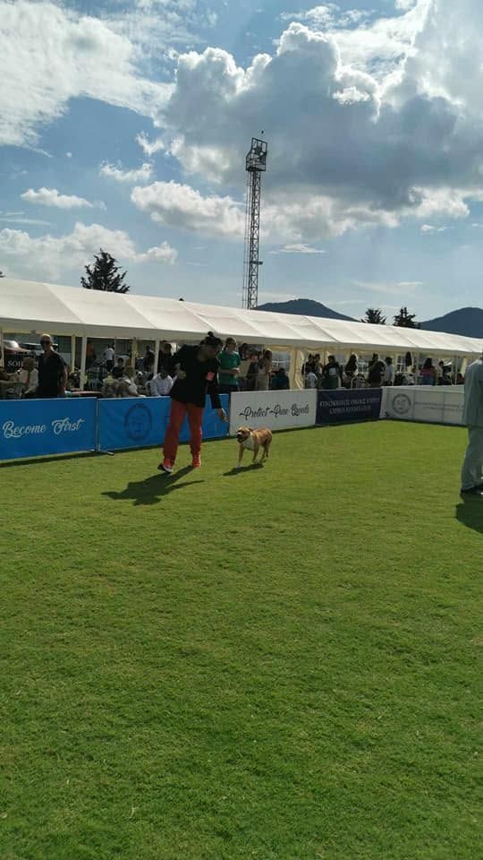 AFG American Staffordshire Terrier gaiting in the ring