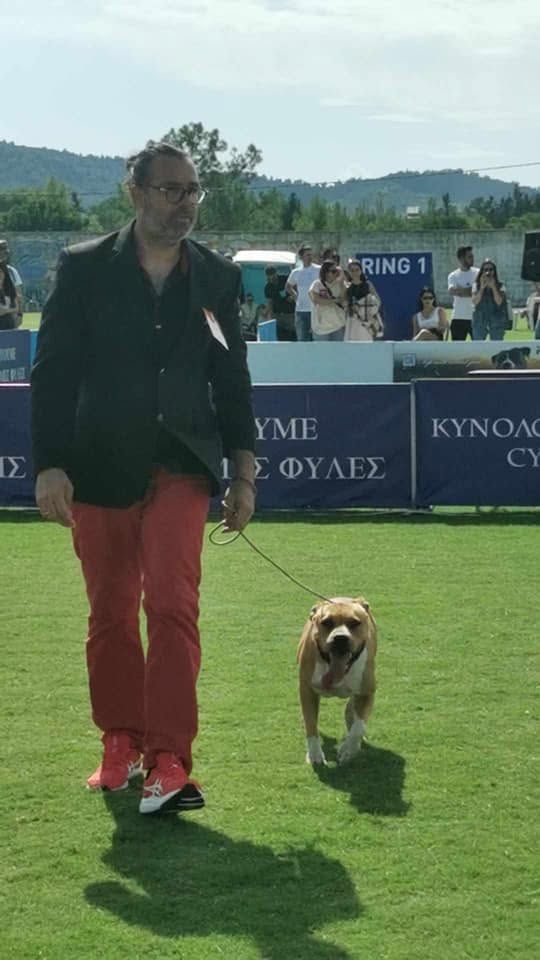 AFG American Staffordshire Terrier moving towards the camera in Ring 1