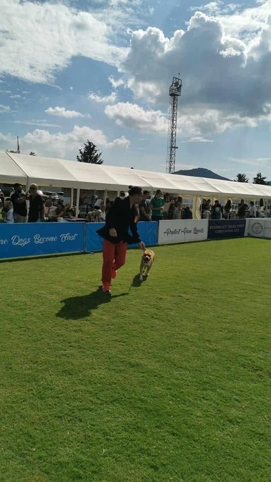 AFG American Staffordshire Terrier gaiting in the ring