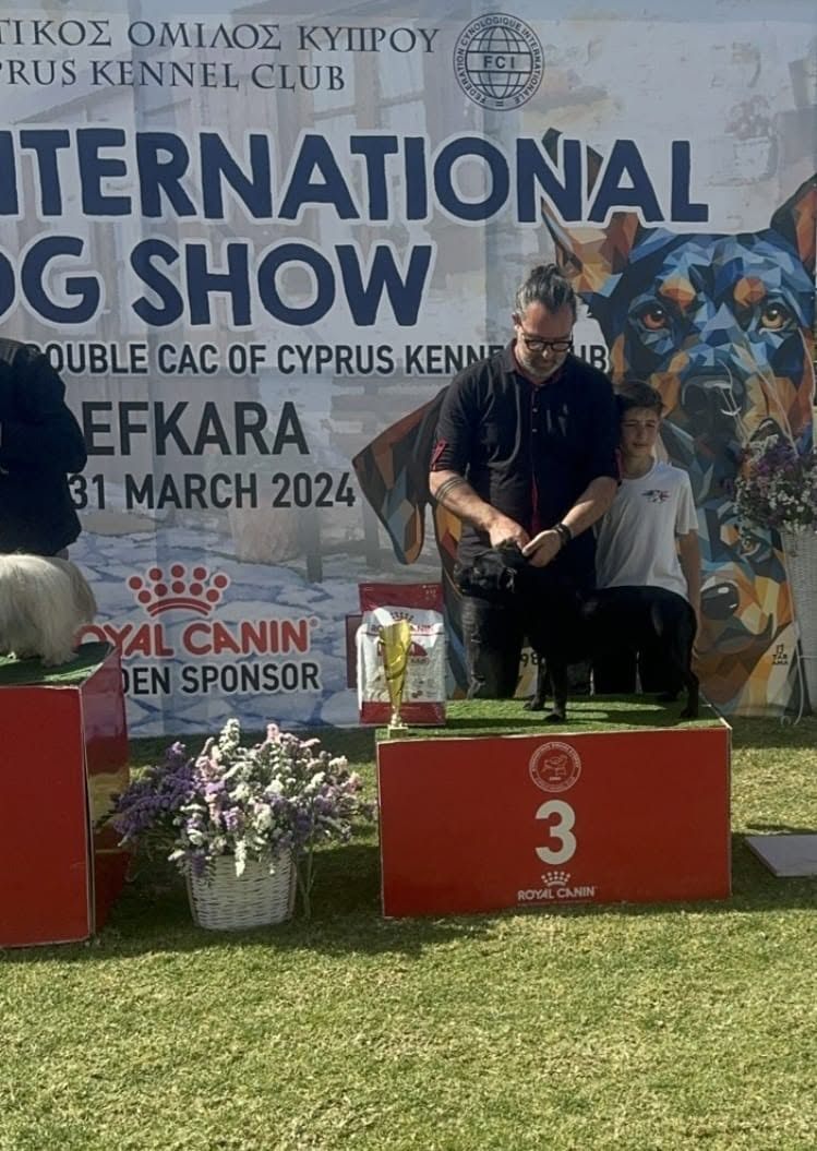 AFG Staffordshire Bull Terrier on the third-place podium step at the International Dog Show, Lefkara, March 2024