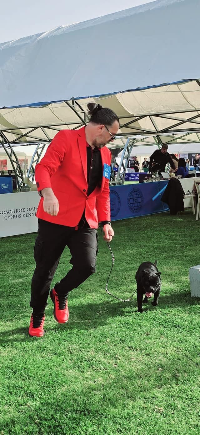 AFG Staffordshire Bull Terrier gaiting in the ring