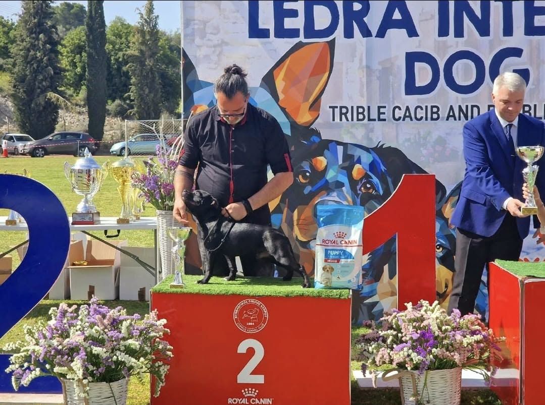 AFG Staffordshire Bull Terrier on the second-place podium step at the Ledra International Dog Show