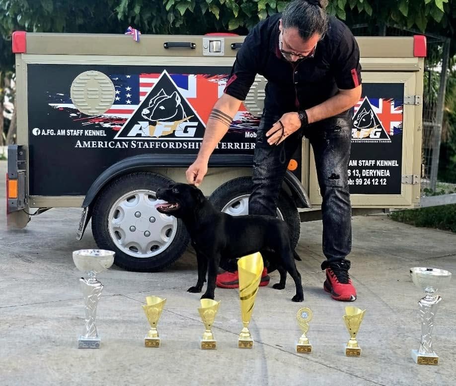 AFG Staffordshire Bull Terrier with the trophies won at the Lefkara shows, in front of the AFG trailer