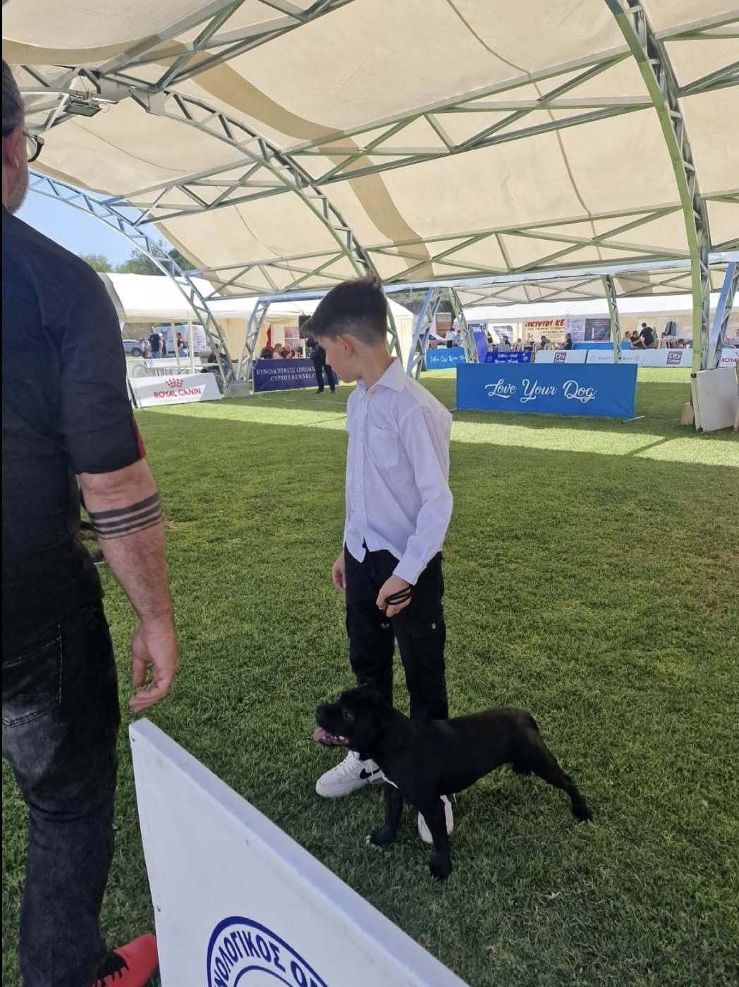 Young handler with an AFG Staffordshire Bull Terrier in the ring