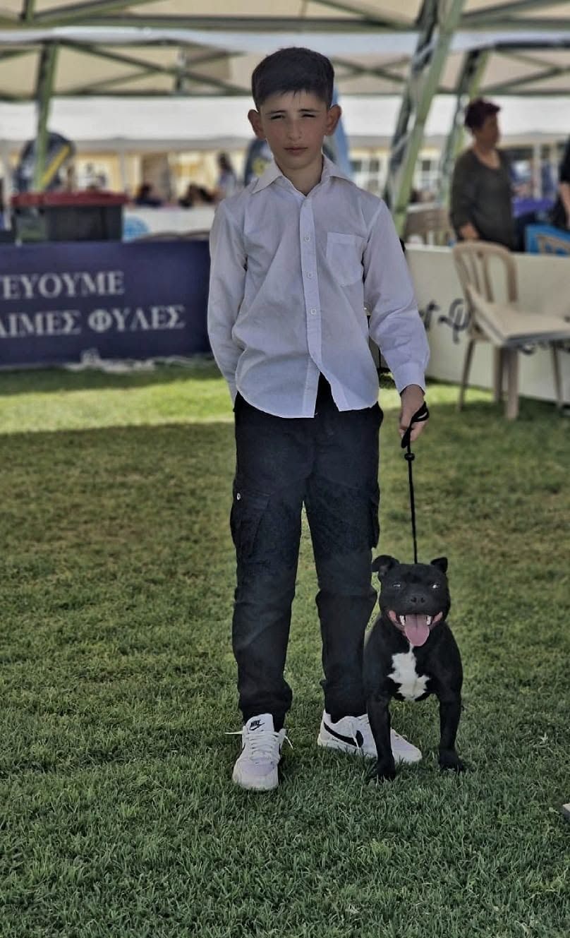 Young handler with an AFG Staffordshire Bull Terrier