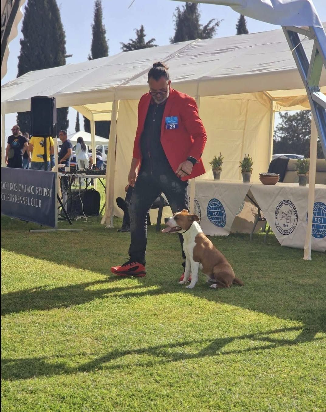 AFG American Staffordshire Terrier in the ring