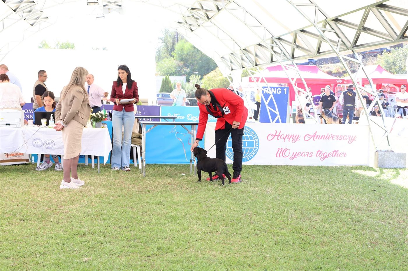 AFG Staffordshire Bull Terrier being shown to the judge in Ring 1