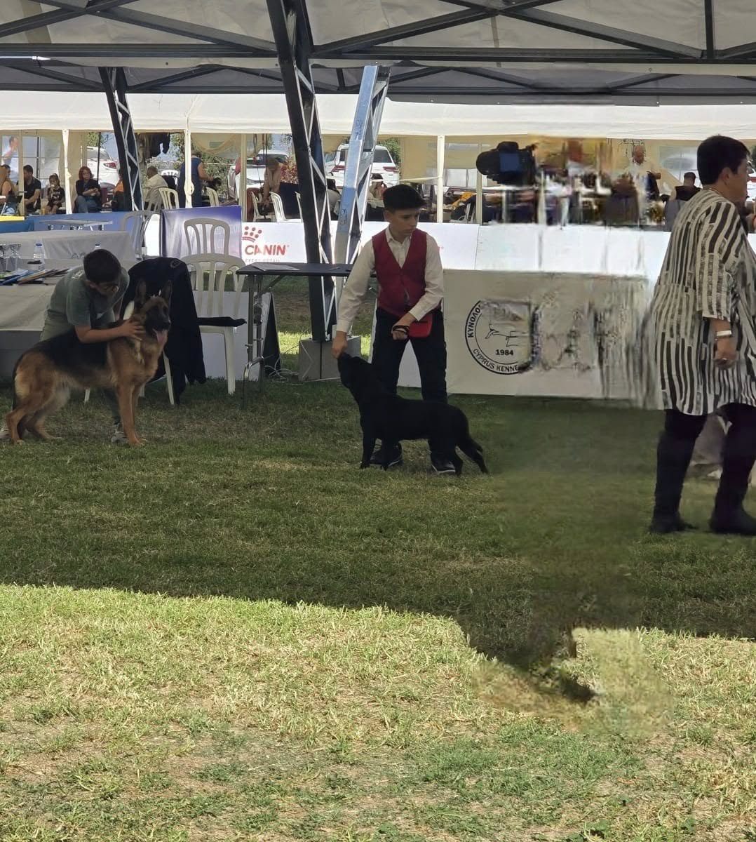 Young handler stacking an AFG dog in the ring