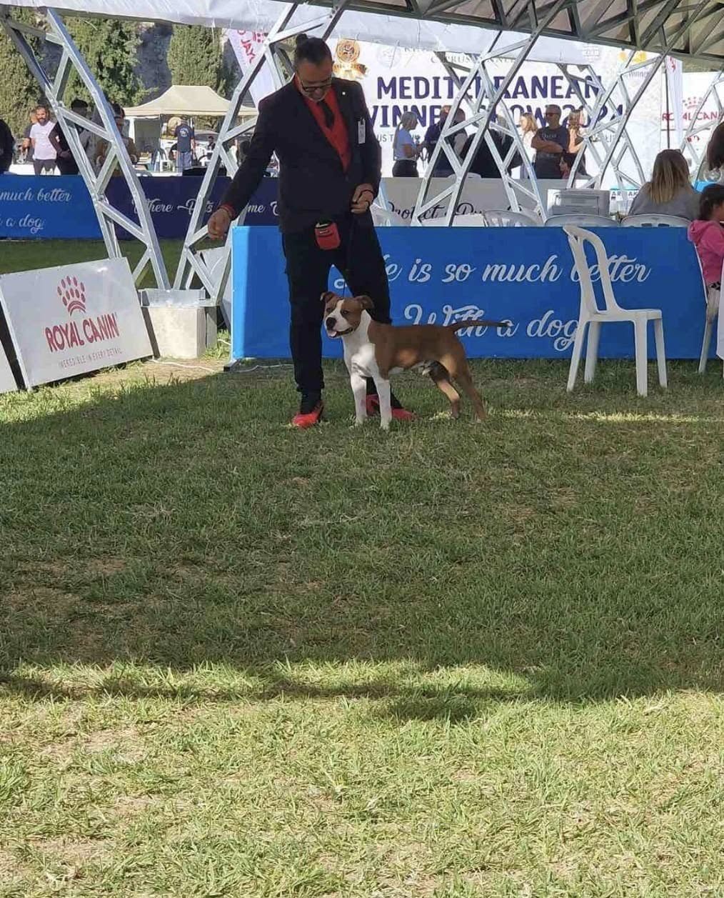 AFG American Staffordshire Terrier stacked in the ring