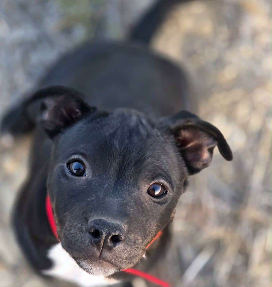 Tara, an American Staffordshire Terrier from AFG Kennels