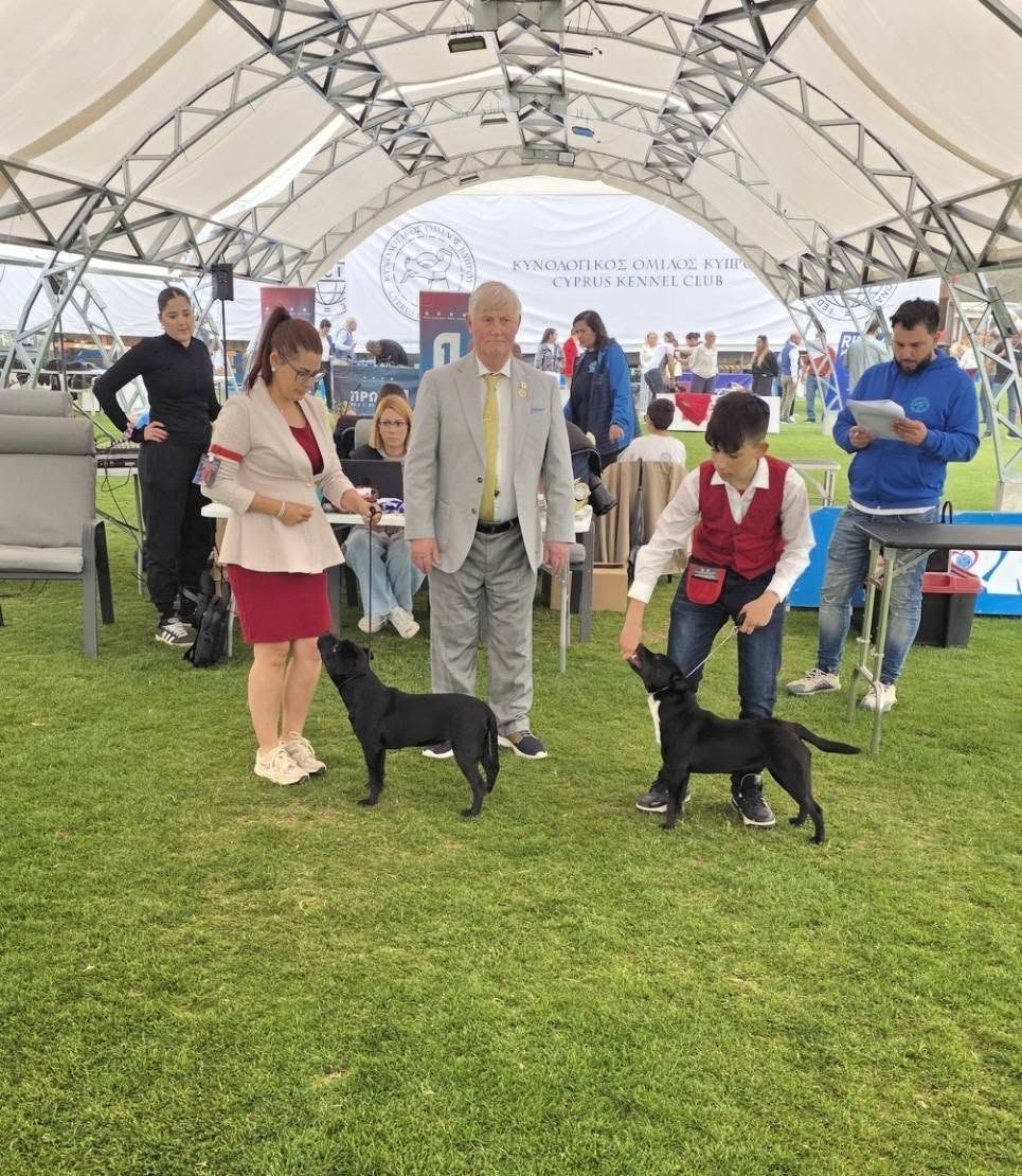 Two Staffordshire Bull Terriers in the ring with the judge